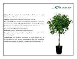 How To Care For Ficus Tree Ficus Ficus Benjamina Ficus Tree