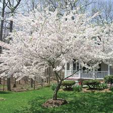 Yoshino Cherry Tree On The Tree Guide At Arborday Org