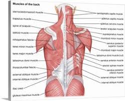 These muscles are able to move the upper limb as they originate at the vertebral column and insert onto. Muscles Of The Back Posterior View In 2021 Muscle Diagram Muscle Anatomy Muscle System