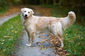 Image result for golden retriever