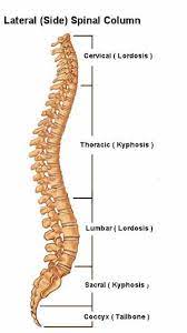 S1 ← unifromshape(t argetgenus + 1) 4: Spinal Curves