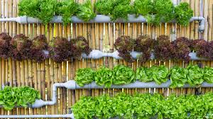 The system is watered using a reservoir and pump. How To Build A Hydroponic Garden