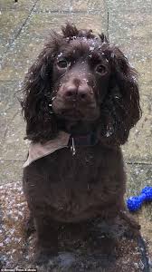 The american cocker spaniel is a breed which dates back to the 1800s. Jack The Cocker Spaniel In Herefordshire Is Born With Two Noses Daily Mail Online