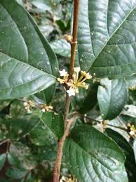 Image result for Lasiodiscus pervillei