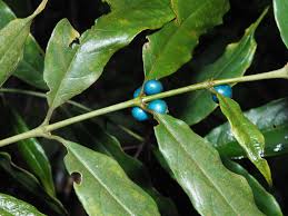 Image result for Lasianthus