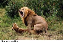 Sex Life And Reproduction Tigers And Other Wild Cats