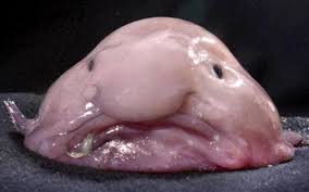 Tens of millions of stock images & illustrations. The Ten Most Interesting Animal Species You Probably Haven T Heard Of Owlcation