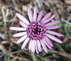 Image result for Gerbera viridifolia