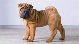Miniature Shar Pei Price Temperament Life Span