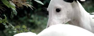 Kollaps greyhound and whippet allevamento levrieri greyhound, polacchi e allevamento whippet. Kollaps Allevamento Levrieri