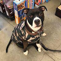 Tractor supply co., nixa, mo 65714 local store All Pet Supplies Equine Center 1611 W Republic Rd Springfield Mo Pet Supplies Mapquest