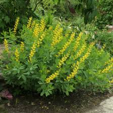 Image result for Indigofera fulvopilosa