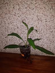 Image result for Pavetta edentula