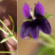 Image result for Monopsis