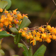 Image result for Berberis
