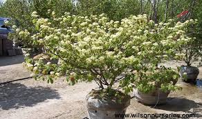 We did not find results for: Pagoda Dogwood Wilson Nurseries