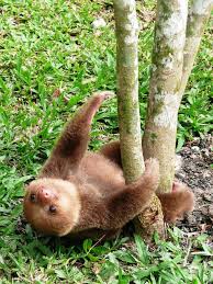 I was searching for a picture of a baby sloth, and i found this. 100 Unbearably Cute Sloth Pics To Celebrate The International Sloth Day Bored Panda