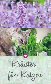 Krauter Fur Katzen Ein Kleiner Garten Nur Fur Die Mieze Katzen Ungiftige Pflanzen Fur Katzen Katzengarten
