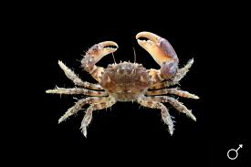 Image result for Commicarpus pilosus