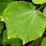 Image result for Triumfetta cordifolia