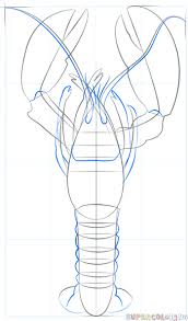 Maybe you would like to learn more about one of these? How To Draw A Lobster Step By Step Drawing Tutorials For Kids And Beginners Lobster Art Lobster Drawing Animal Line Drawings