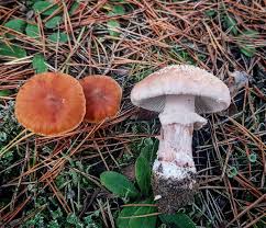 Справа на фото - маремуха (#Amanita rubescens), або мухомор червоніючий,  мухомор сіро-рожевий — умовно-їстівний гриб з родини мухоморових. Зліва -  якісь гриби, які я не визначала. #грибы #mushrooms #nature #природа #fungi  #грибыгрибочки #