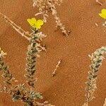 Image result for Tribulus zeyheri