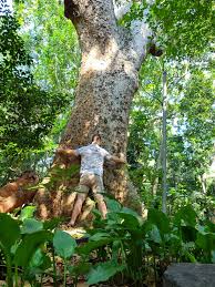 Image result for Khaya anthotheca