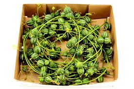 Image result for Diplocyclos