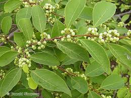 Image result for Flueggea