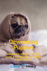 Worms are very common in puppies since they can easily be passed from mother to pup before birth or during feeding. Deworming Puppies What To Expect After How And When To Worm