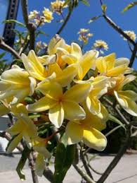 What gourd has bright orange flowers? 610 Key West Tropical Gardens Ideas In 2021 Forest Plants Flowering Vines Key West