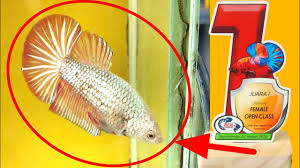 I show you my half moon plakat bettas aka hmpk. How To Choose Female Hmpk Betta Standart Youtube