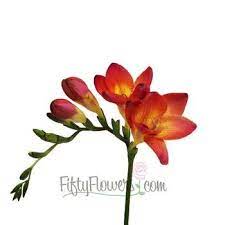 Red Freesia Freesia Flowers Flowers Freesia