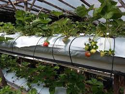 Yuk simak rekomendasi tempat wisatanya. Ramai Terkejut Kundasang Ada 27 Tempat Menarik Boleh Dikunjungi