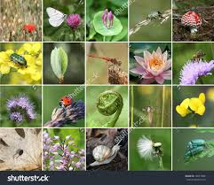 Biodiversity Collage With All Non Agricultural Value Plants Or Animal But Important For Eco Balance All Images Climate Change Biodiversity Patterns In Nature
