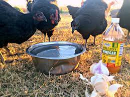 Feeding Garlic Acv To Your Chickens