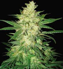 You'll notice its effects almost immediately as they swoop in to deliver an intense and electric buzz, and along with it the energy to get things done. Verkauf Der Colombian Gold Ryder Sweet Coffe Ryder Von World Of Seeds