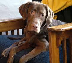 Account subscribe now $4 for 16 weeks. Rochester D And C Dogs
