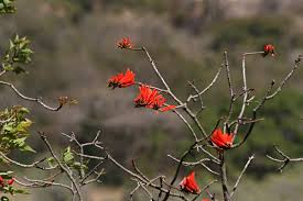 Image result for Erythrina lysistemon