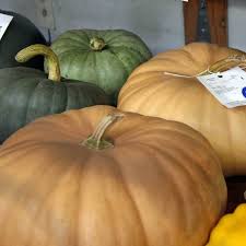 Check spelling or type a new query. Pumpkin Long Island Cheese Pumpkin Australian Seed
