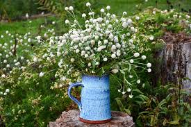 Image result for Gomphrena