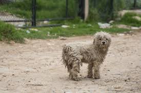 ¡Pilas! Estas son consecuencias del abandono de animales de compañía