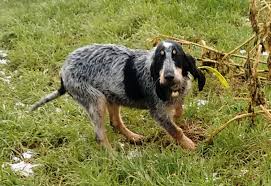 We would like to show you a description here but the site won't allow us. Amateurs De Griffon Bleu De Gascogne Facebook