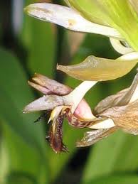 Image result for Bulbophyllum schinzianum