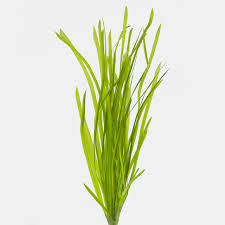 Image result for Vallisneria spiralis