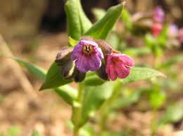 Summary summary (text) medline pmcid list. Pulmonaria L Colombian Plants Made Accessible