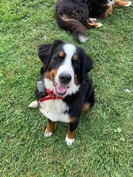 Maybe you would like to learn more about one of these? We Sure Love Our Mini Mountain Bernedoodles Of Lima Facebook