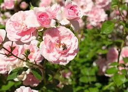 We did not find results for: 12 Fast Growing Shrubs To Plant This Fall Bob Vila