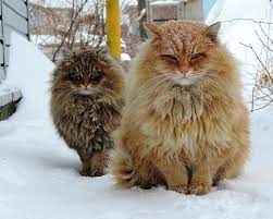Millions Of Majestic Siberian Cats Live In Couple S Farm Turned Catland